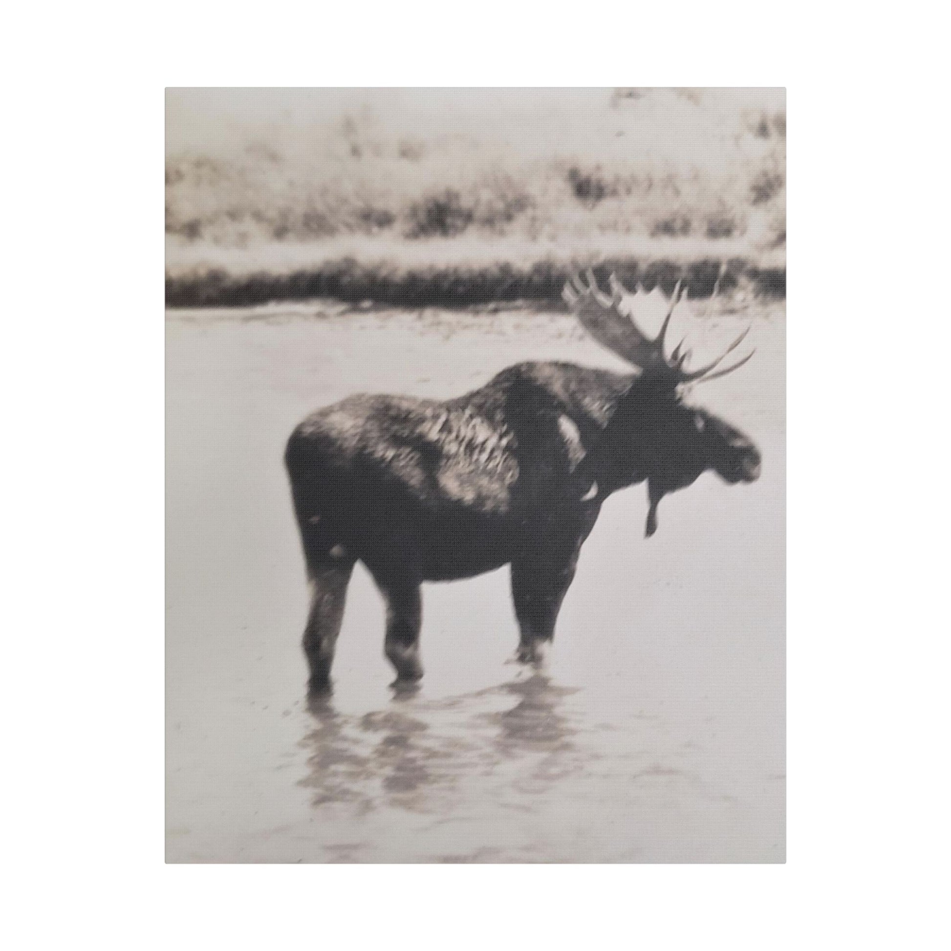 Yellowstone Bull Moose Satin Canvas Stretched