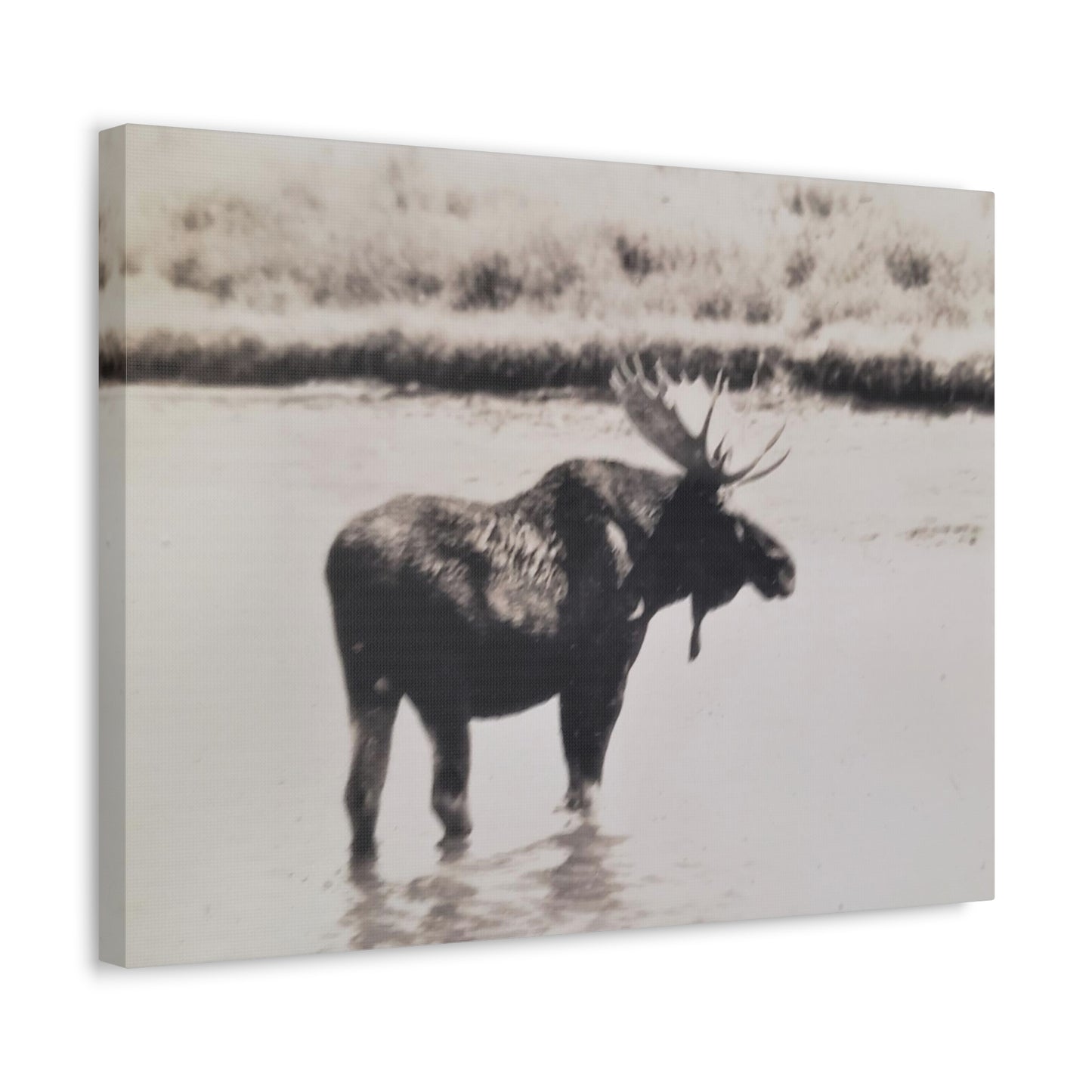 Yellowstone Bull Moose Stretched Canvas