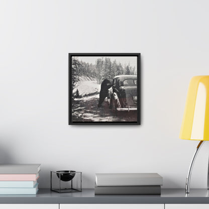 Yellowstone Bear Car Gallery Canvas Wraps Square Frame 12″ x 12″ Premium Gallery Wraps (1.25″) Black