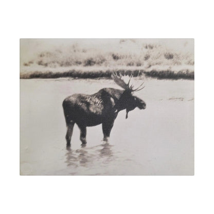 Yellowstone Bull Moose Satin Canvas, Stretched 14″ x 11″ (Horizontal) 1.5"