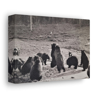 Yellowstone Grizzly Bears Canvas Gallery Wraps