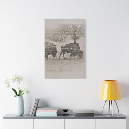 Buffalo at Redwood Falls Satin Canvas Stretched 24″ x 36″ (Vertical) 1.5"