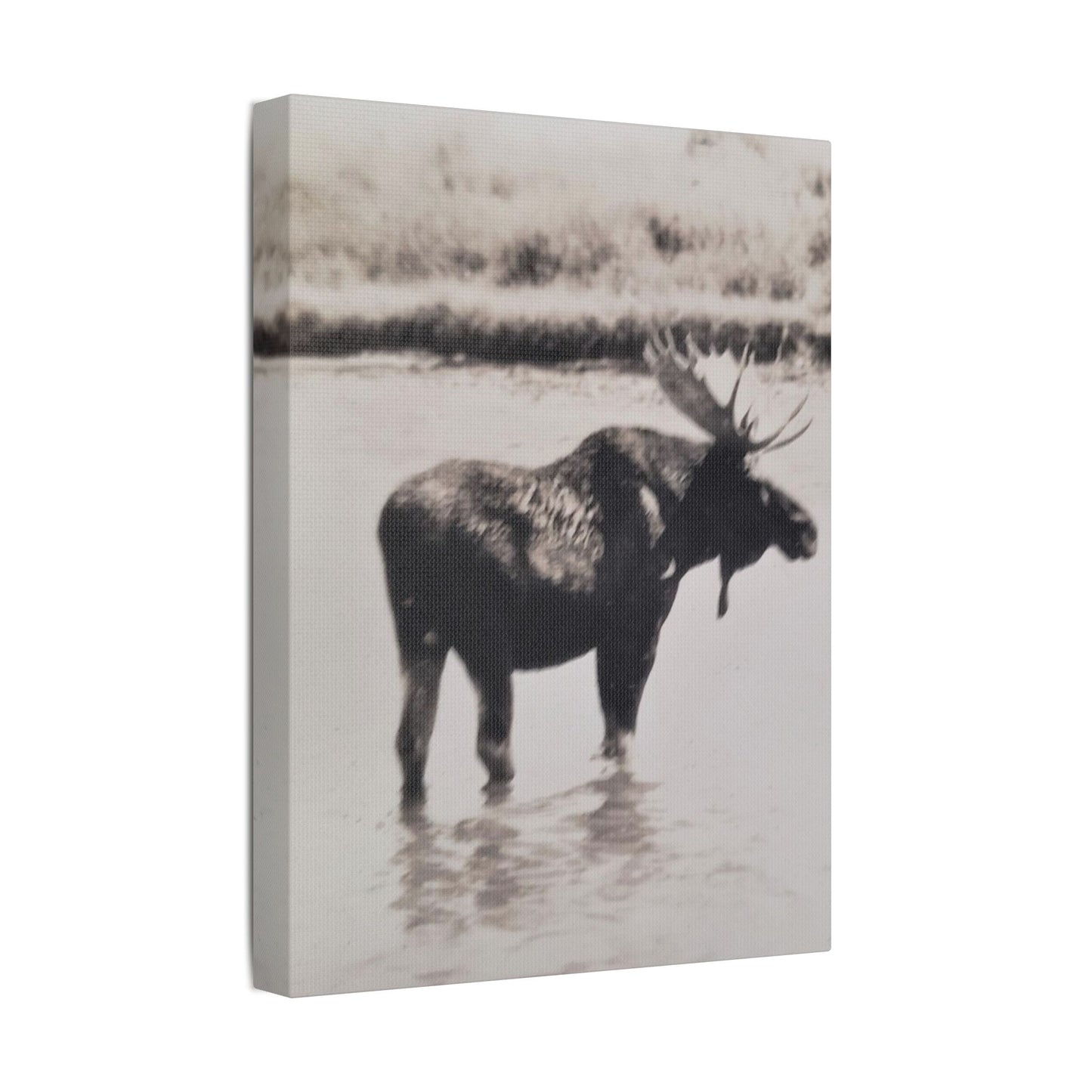 Yellowstone Bull Moose Satin Canvas, Stretched