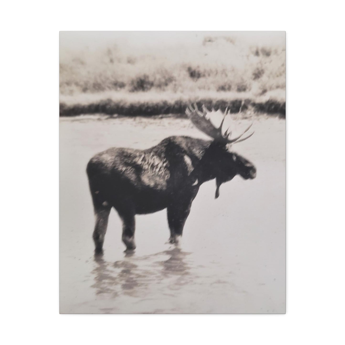 Yellowstone Bull Moose Stretched Canvas