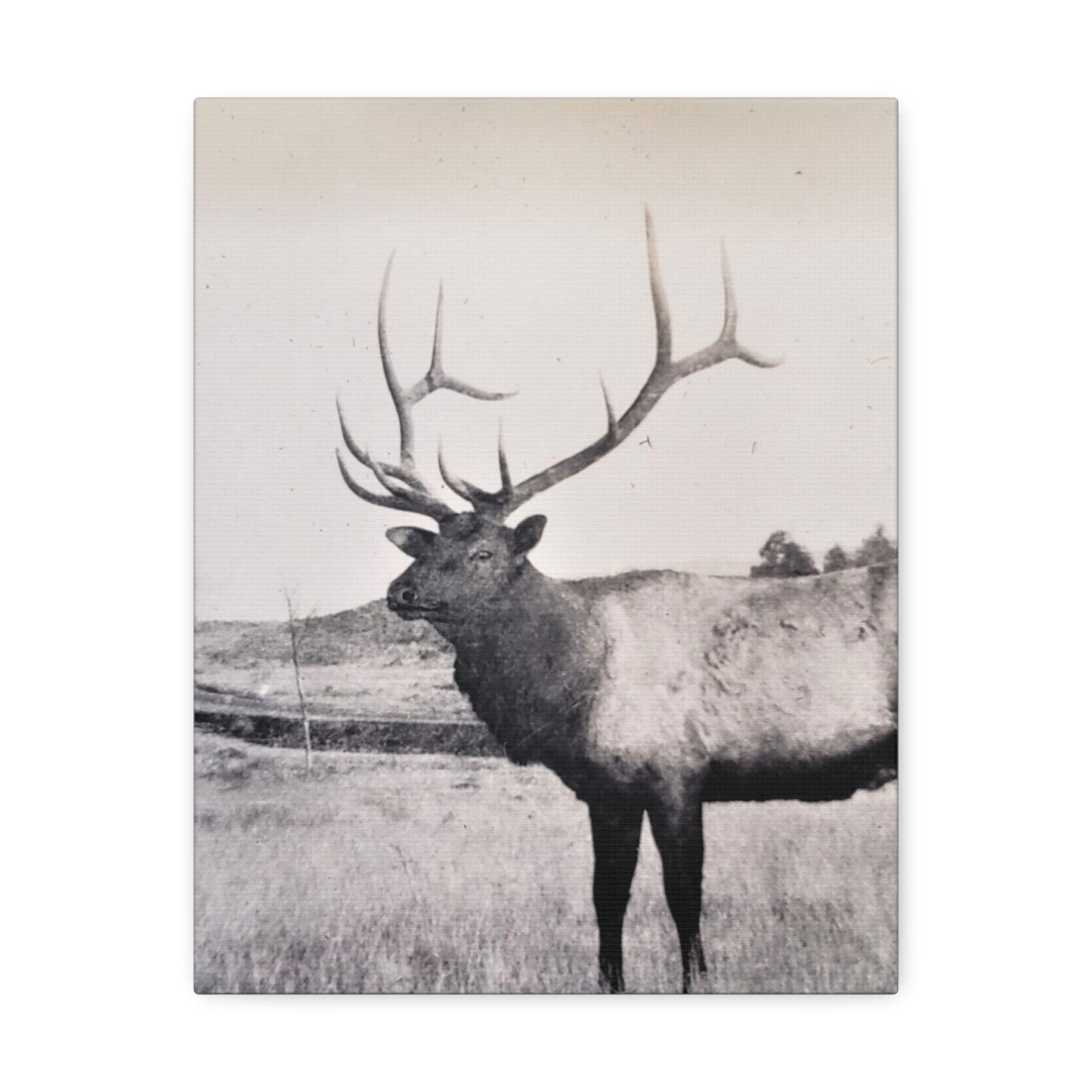 Yellowstone Bull Elk Stretched Canvas