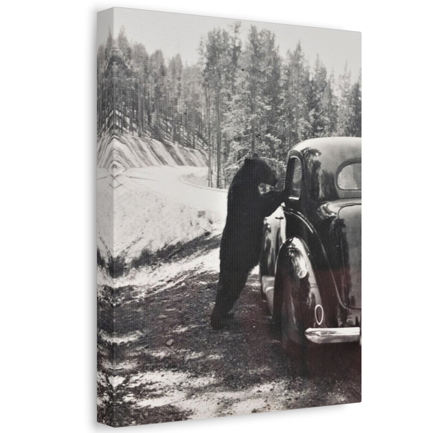 Yellowstone Bear Car Stretched Canvas