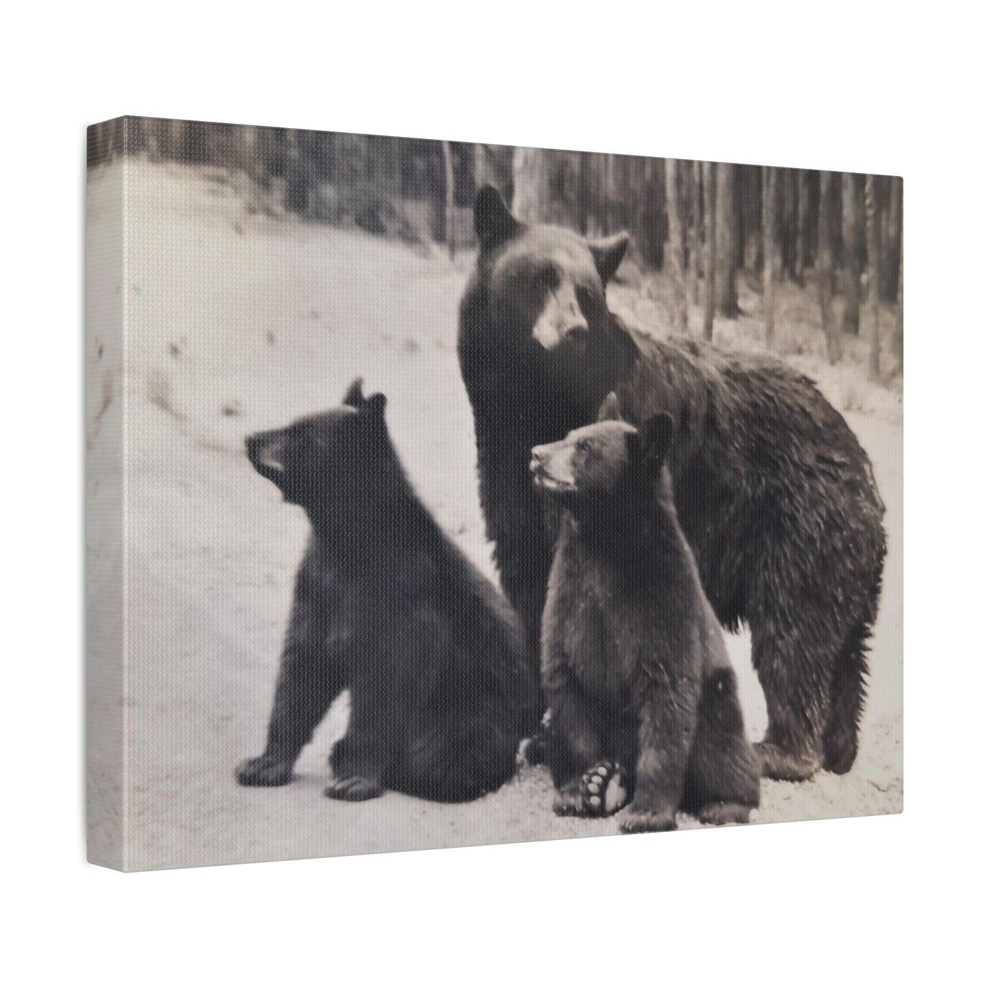 Yellowstone Black Bears Stretched Canvas