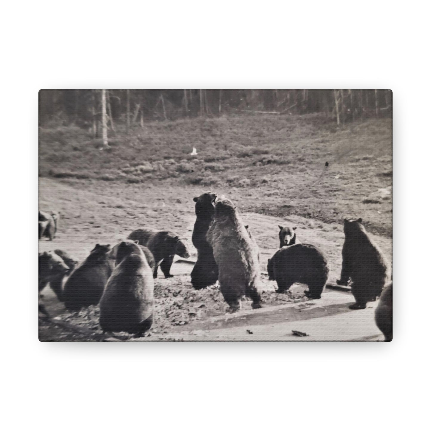 Yellowstone Grizzly Bears Canvas Gallery Wraps