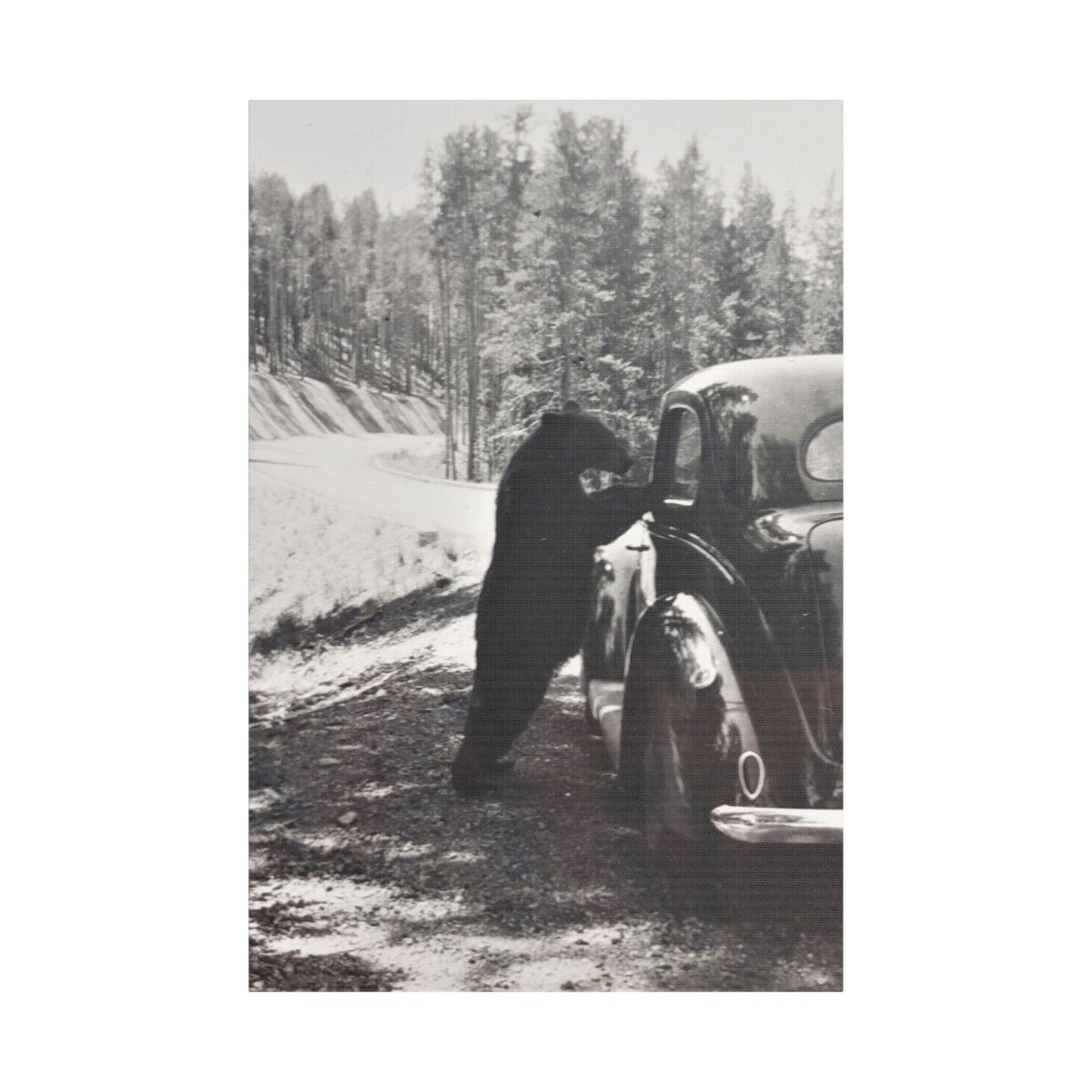 Yellowstone Bear Car Satin Canvas, Stretched