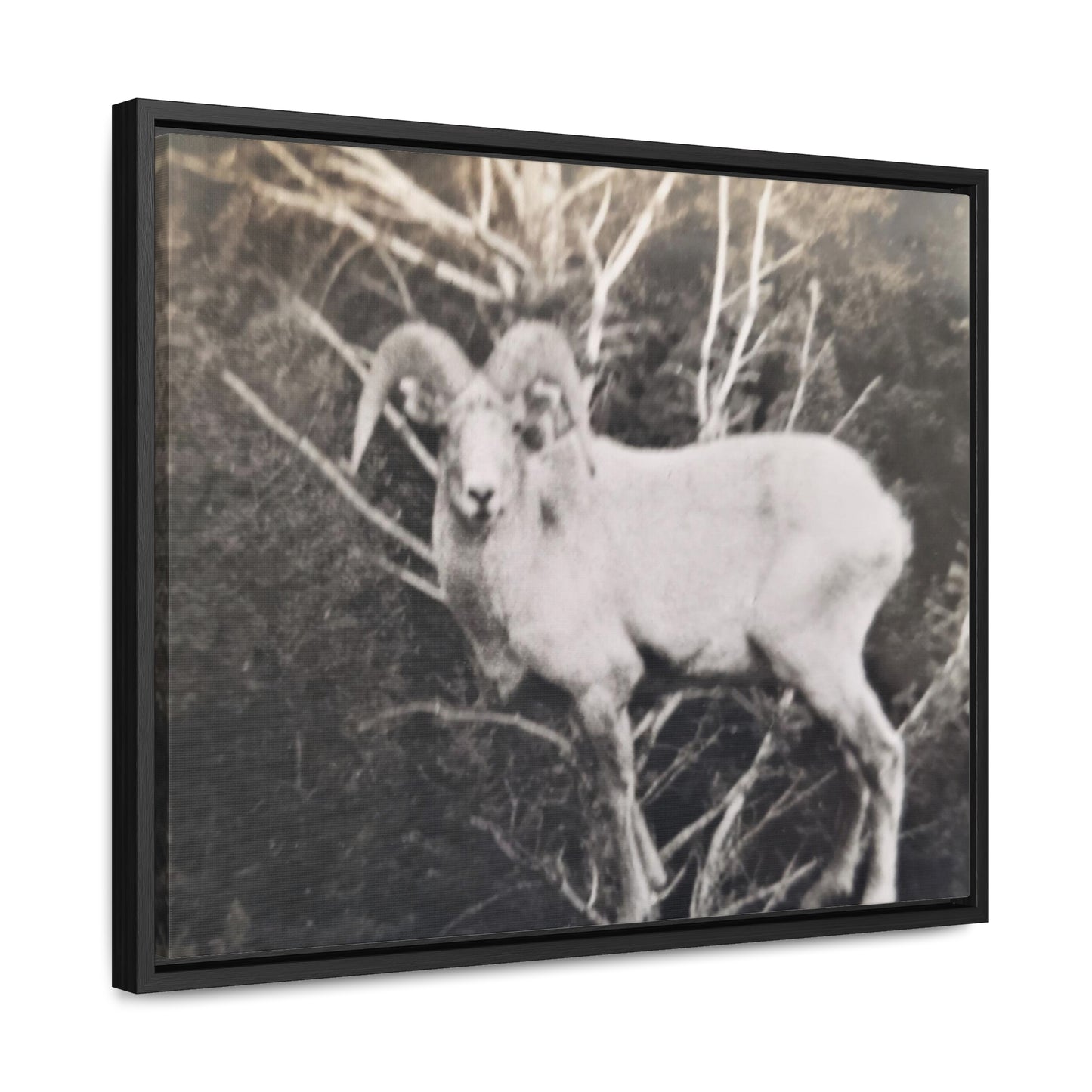 Yellowstone Big Horn Sheep Gallery Canvas Wraps, Horizontal Frame