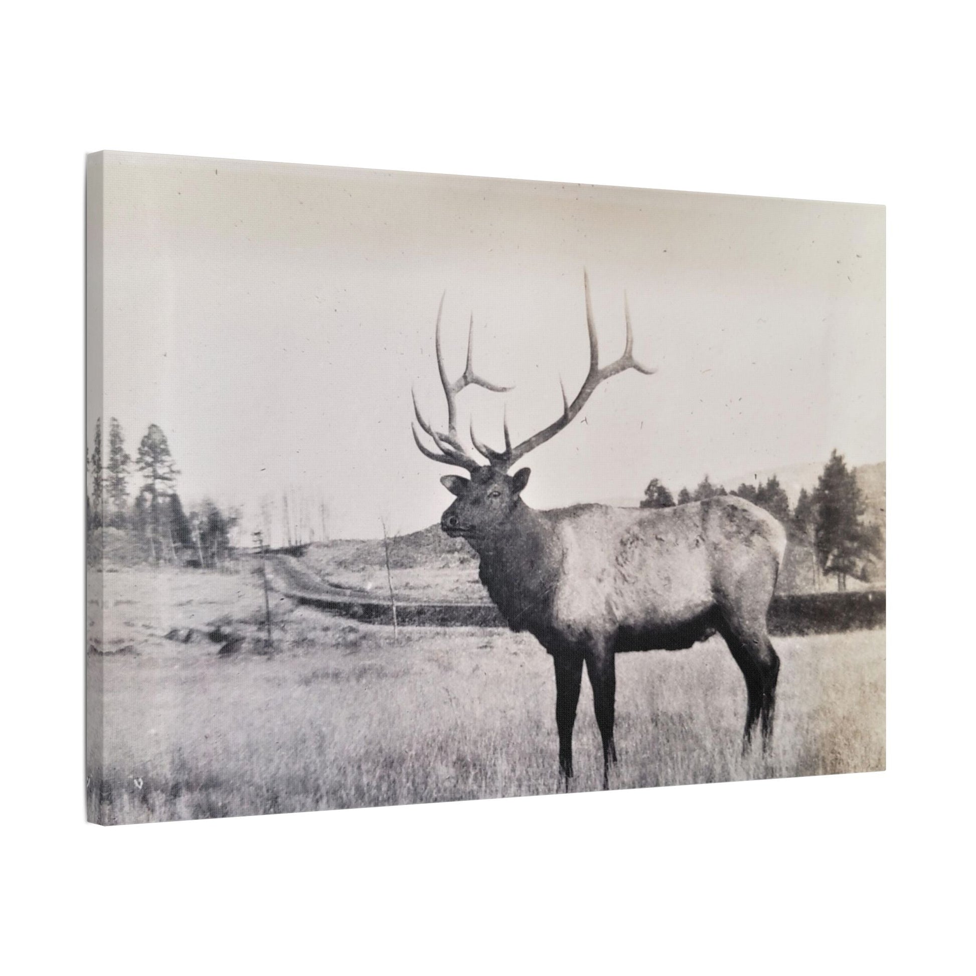 Yellowstone Bull Elk Satin Canvas Stretched