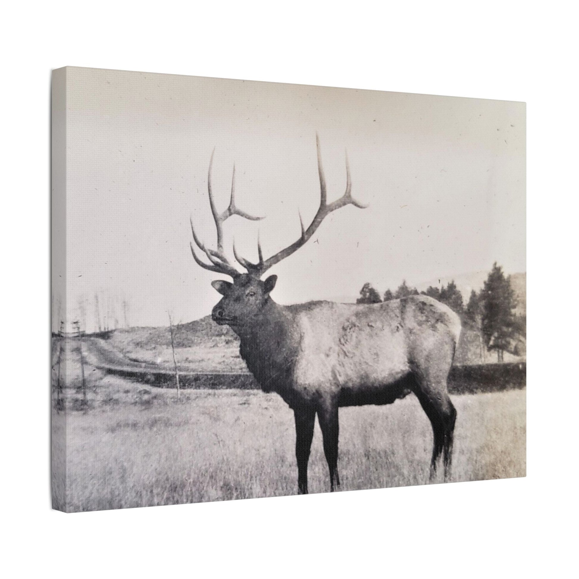 Yellowstone Bull Elk Satin Canvas Stretched