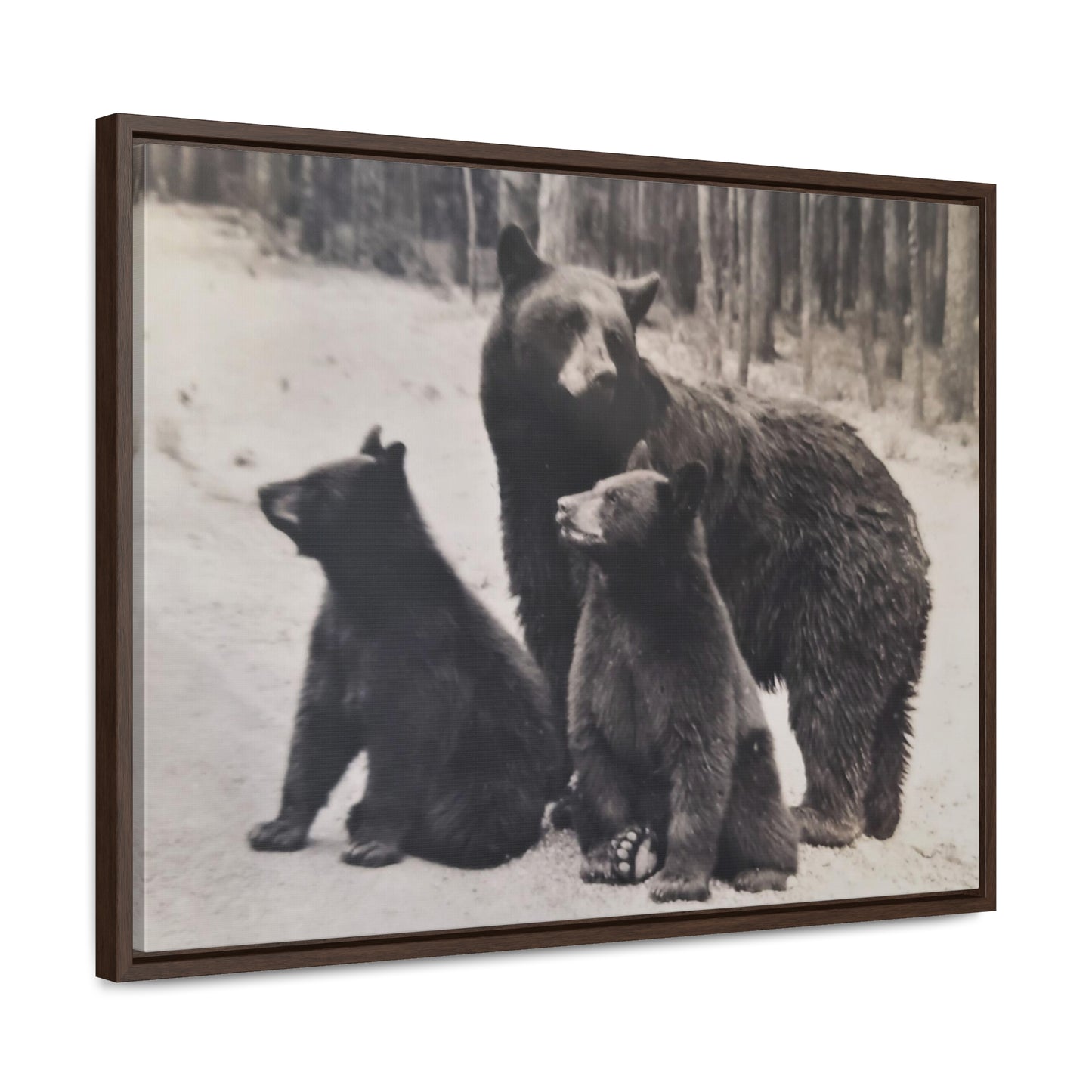 Yellowstone Black Bears Gallery Canvas Wraps, Horizontal Frame