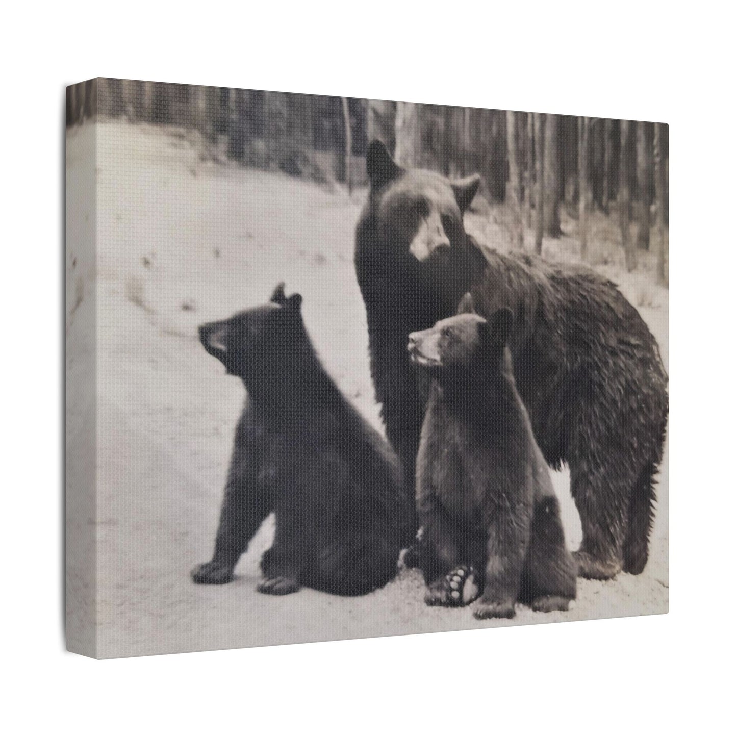 Yellowstone Black Bears Satin Canvas, Stretched