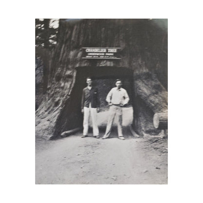 Chandelier Redwood Tree Satin Canvas Stretched 24" x 30" (Vertical) 1.5"
