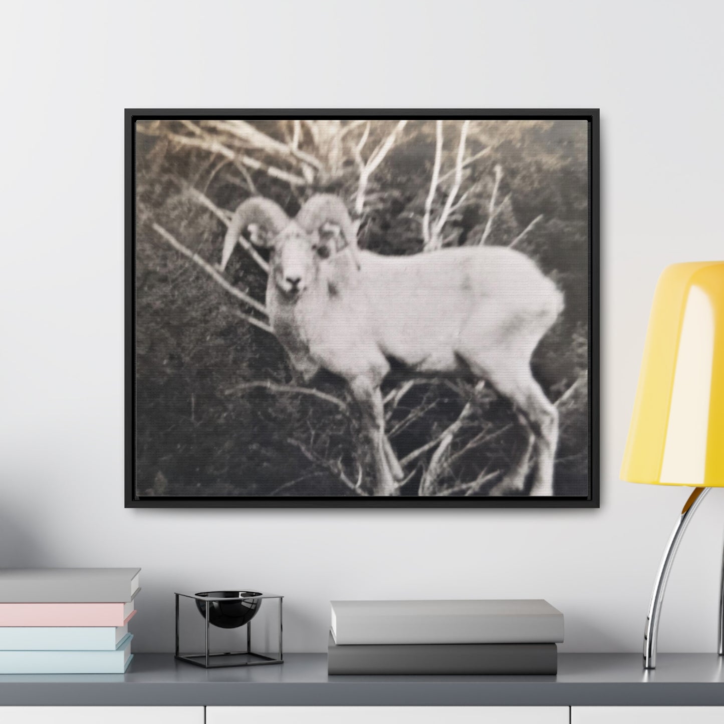 Yellowstone Big Horn Sheep Gallery Canvas Wraps, Horizontal Frame