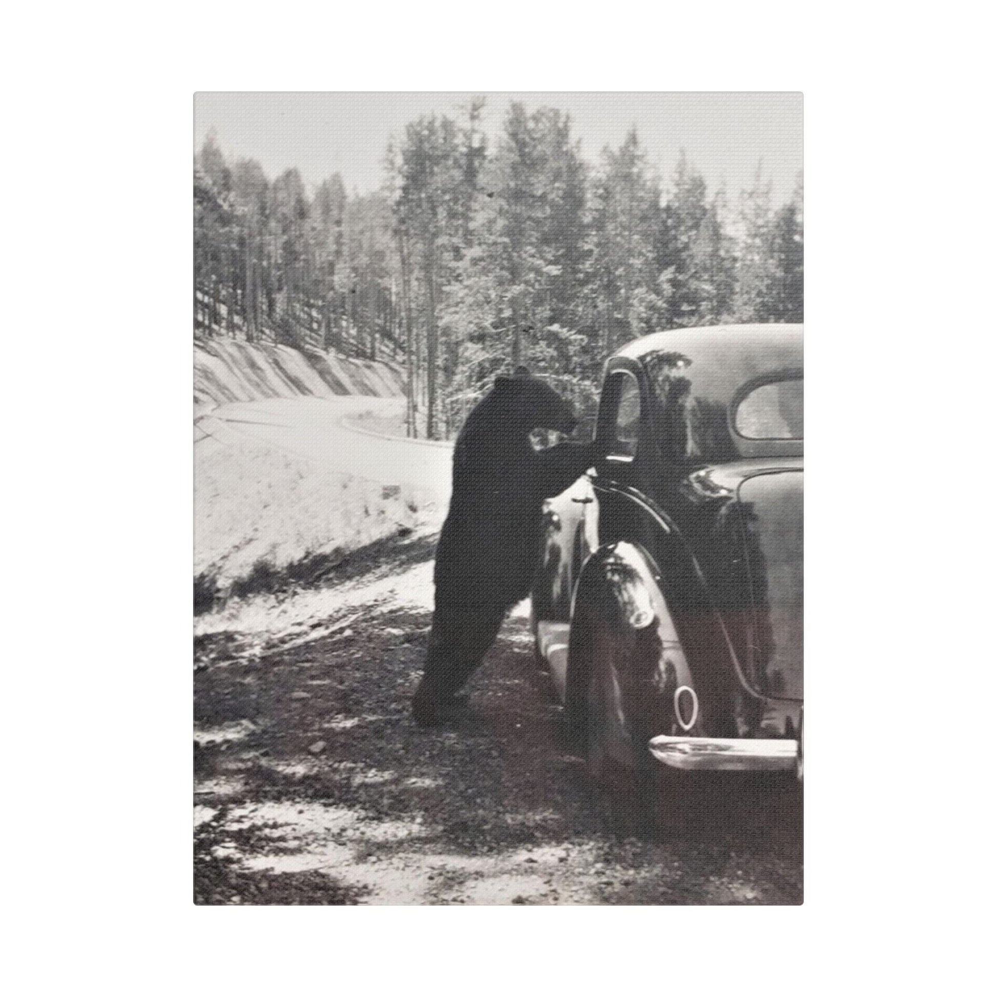 Yellowstone Bear Car Satin Canvas Stretched