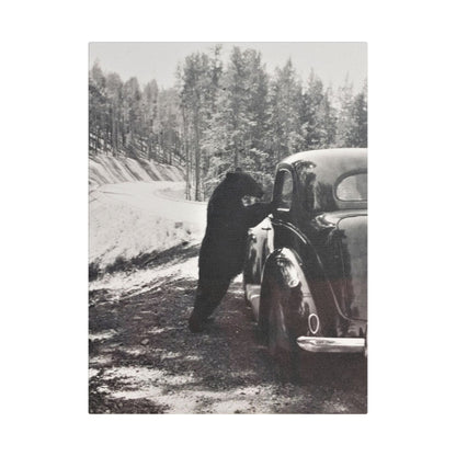 Yellowstone Bear Car Satin Canvas Stretched