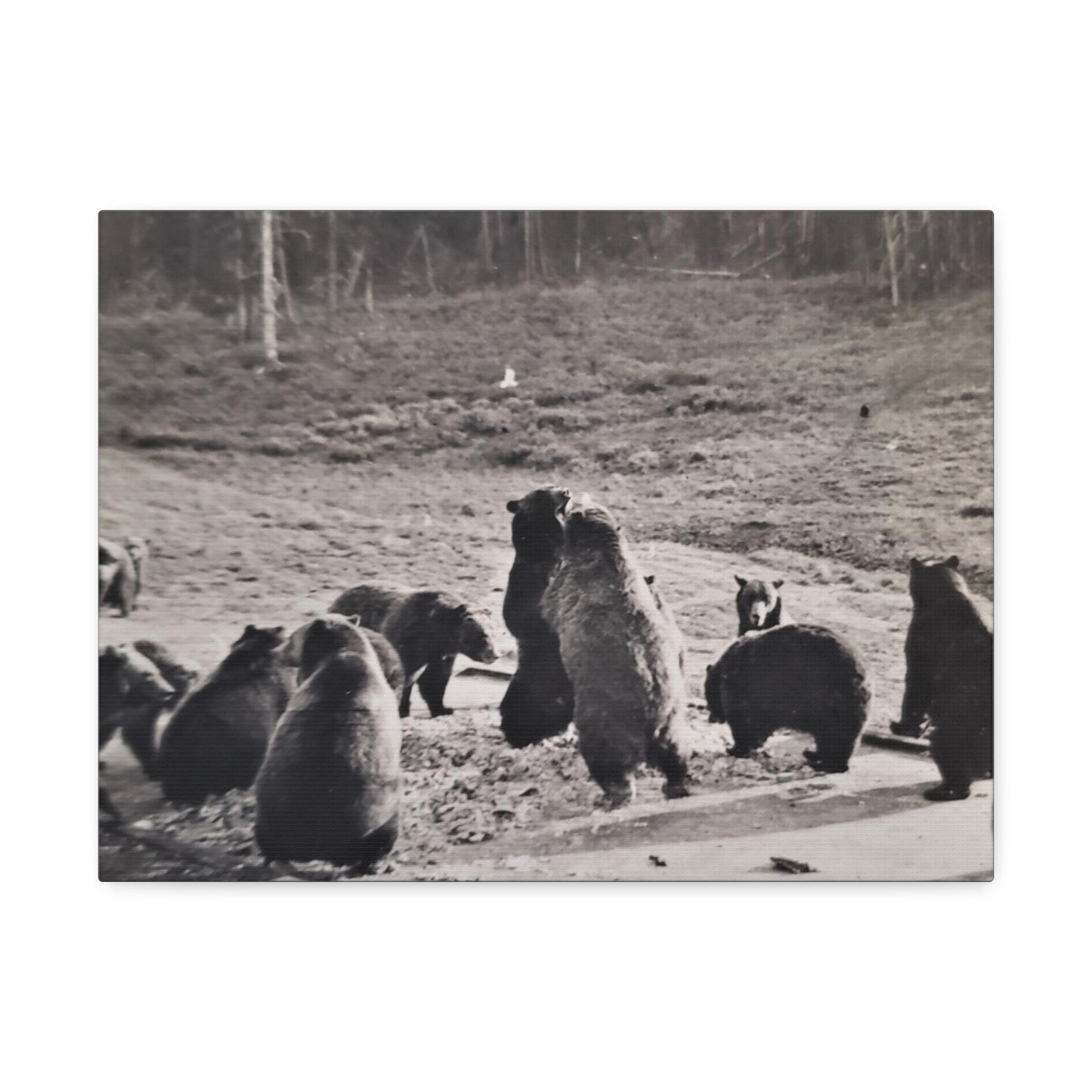 Yellowstone Grizzly Bears Stretched Canvas