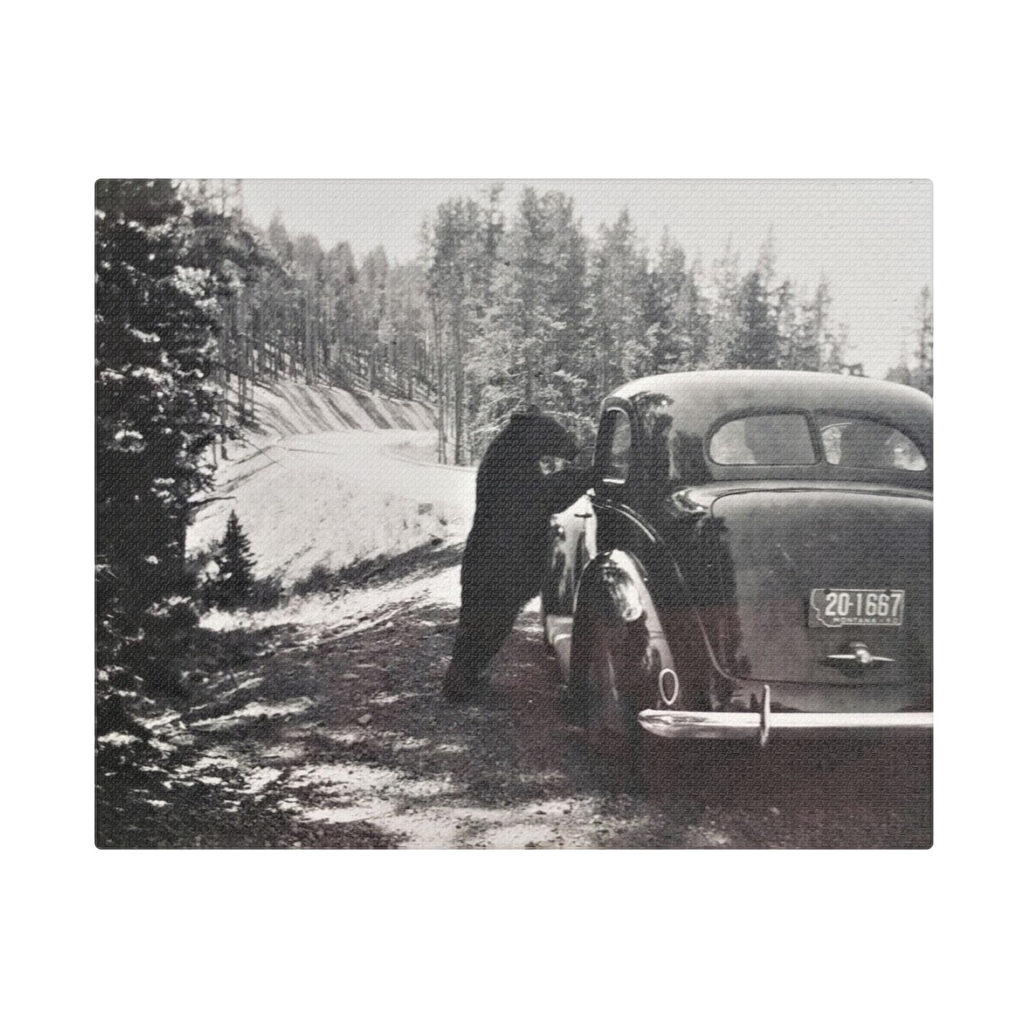 Yellowstone Bear Car Satin Canvas Stretched
