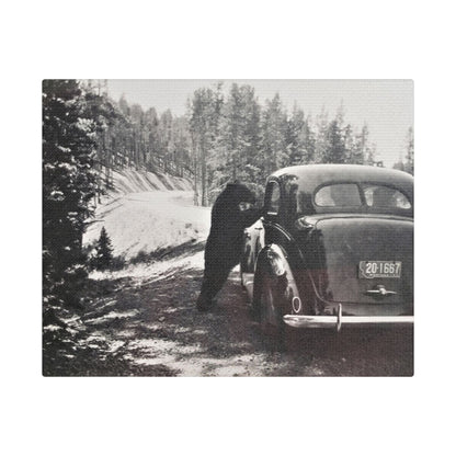 Yellowstone Bear Car Satin Canvas Stretched
