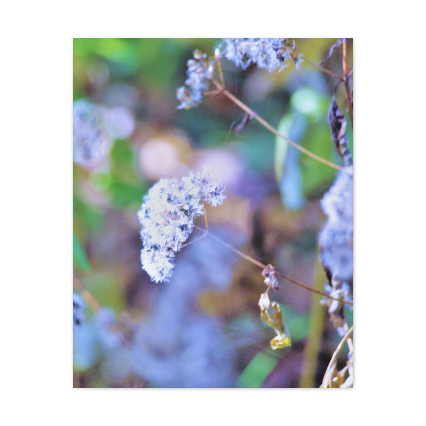 Macro Blue Canvas Gallery Wraps