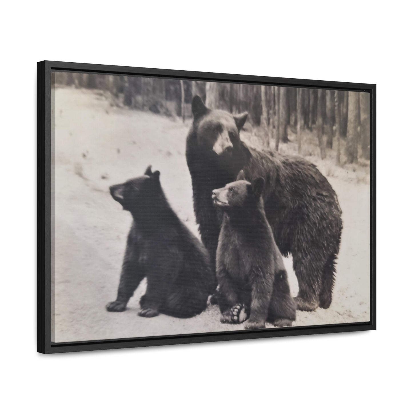 Yellowstone Black Bears Gallery Canvas Wraps, Horizontal Frame