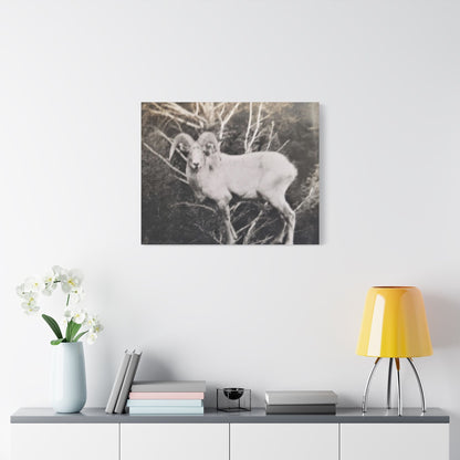 Yellowstone Big Horn Sheep Satin Canvas Stretched 30" x 24" (Horizontal) 1.5"