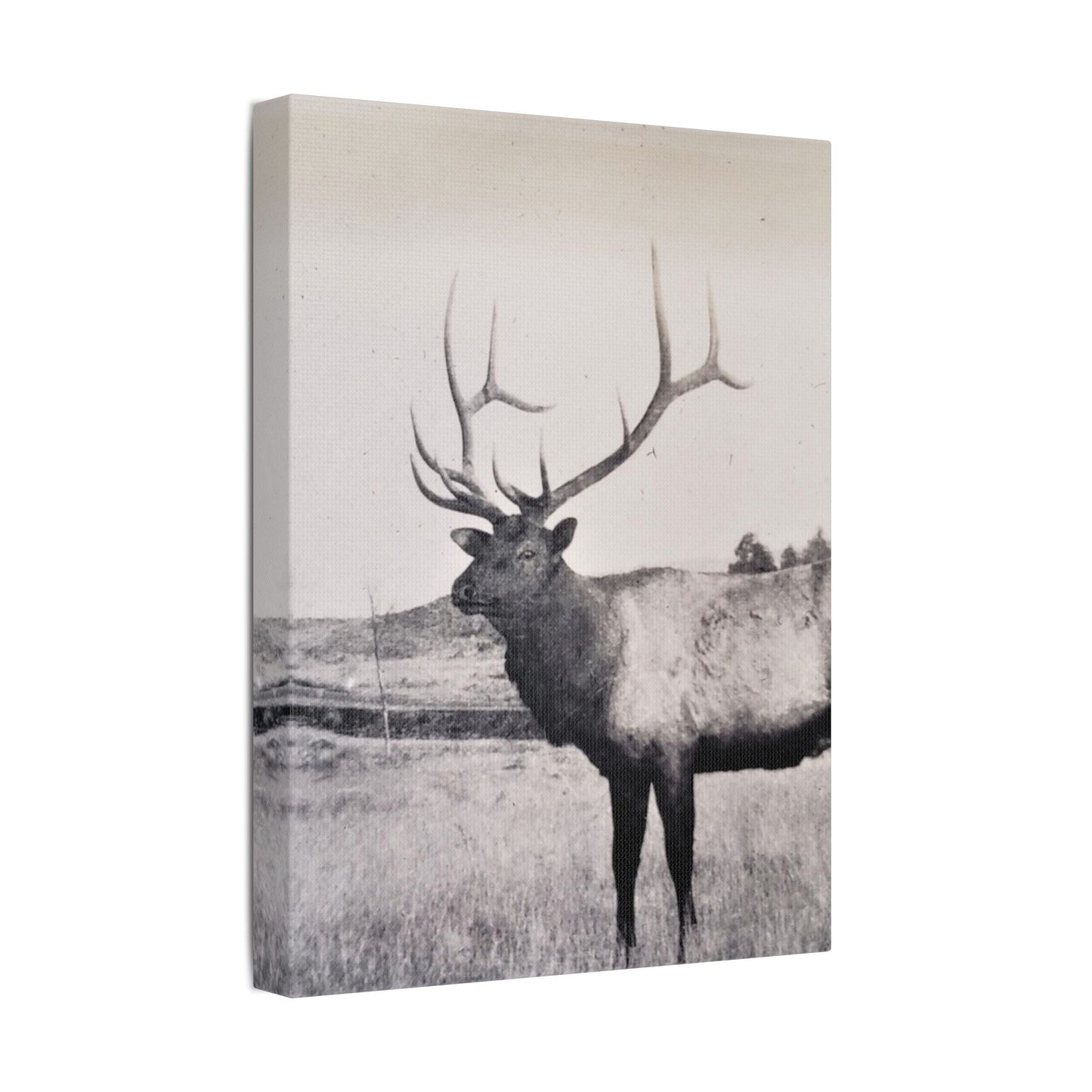 Yellowstone Bull Elk Satin Canvas Stretched