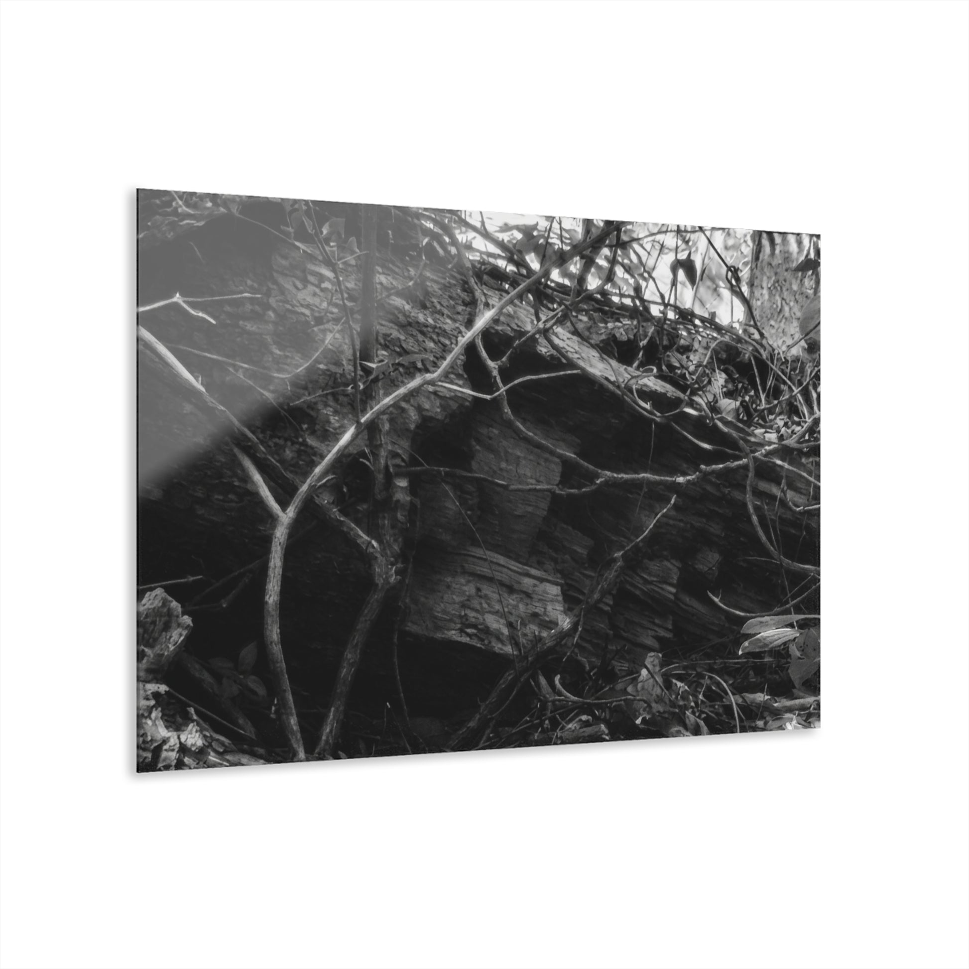 Black & White Forest Acrylic Print French Cleat Hang - - Home Decor