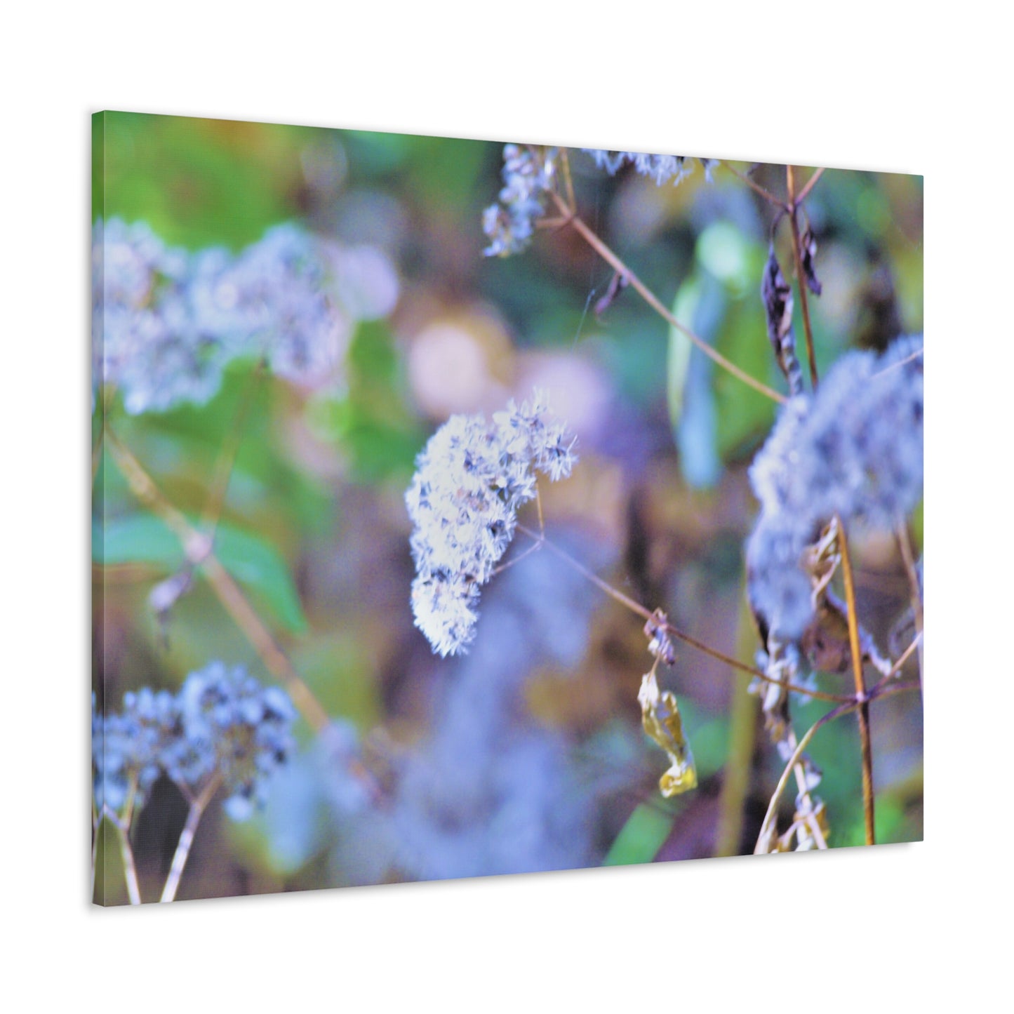 Macro Blue Canvas Gallery Wraps