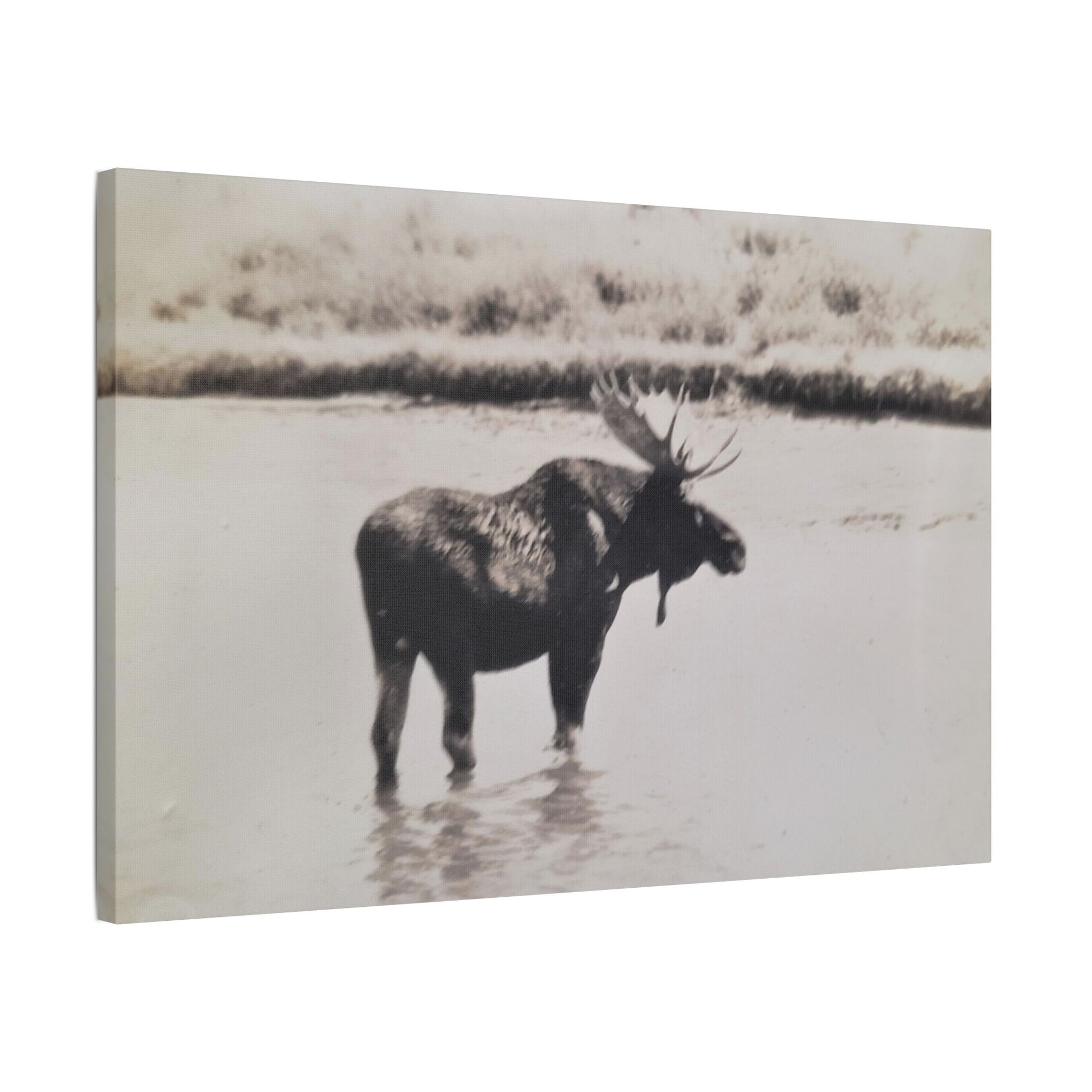 Yellowstone Bull Moose Satin Canvas Stretched