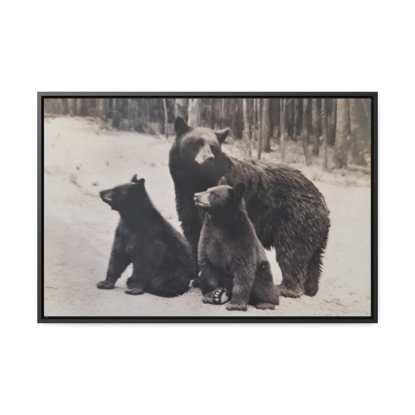 Yellowstone Black Bears Gallery Canvas Wraps, Horizontal Frame