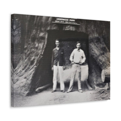 Chandelier Redwood Tree Stretched Canvas