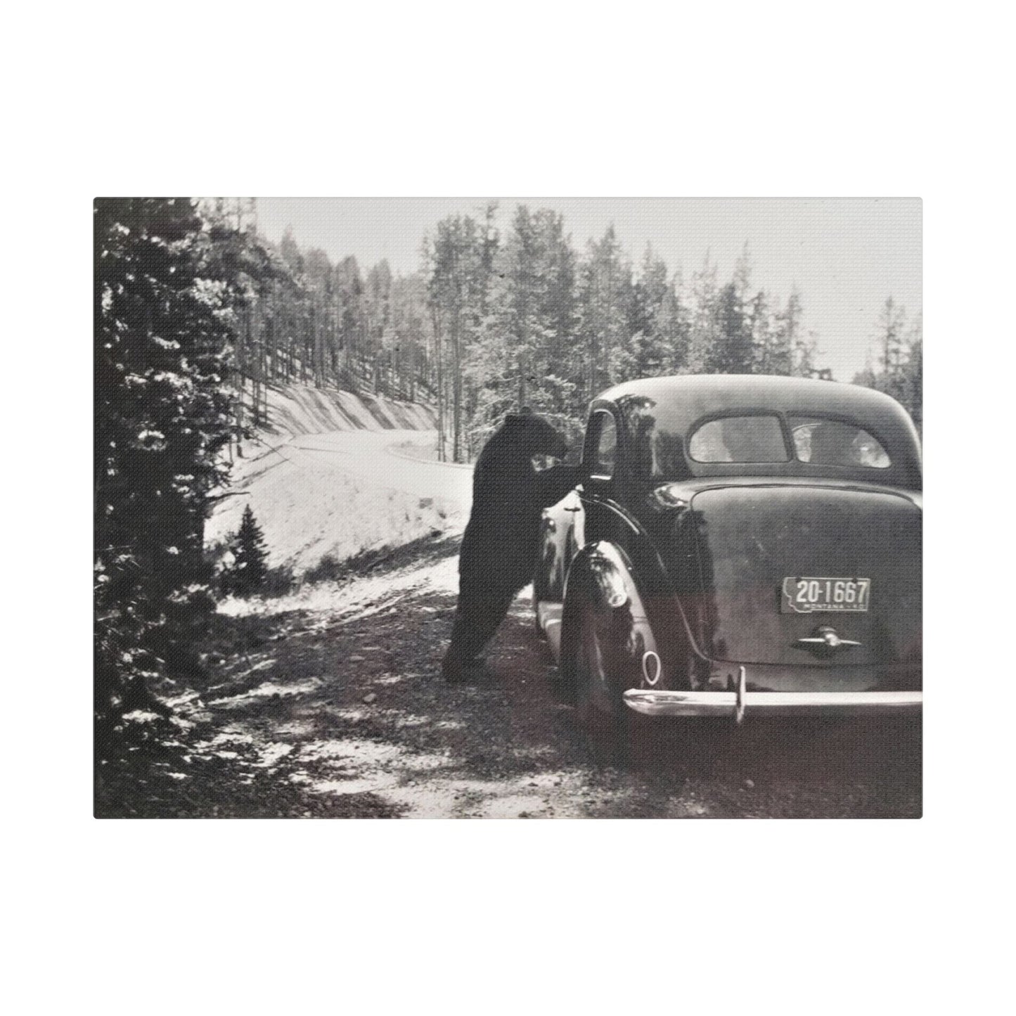 Yellowstone Bear Car Satin Canvas Stretched