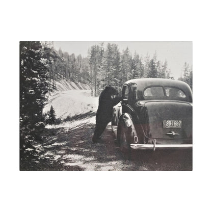 Yellowstone Bear Car Satin Canvas Stretched