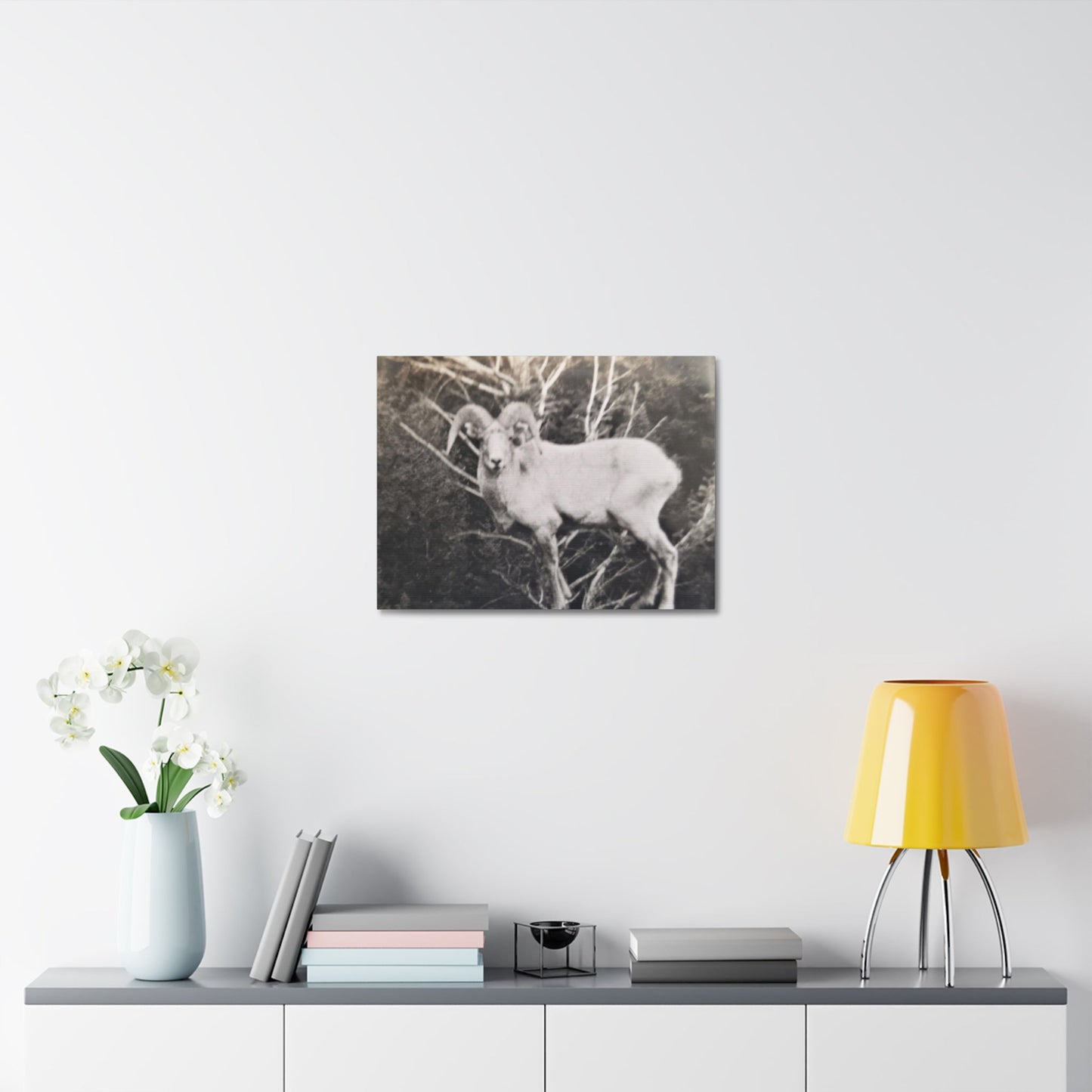 Yellowstone Big Horn Sheep Stretched Canvas 1.5" 24″ x 18″