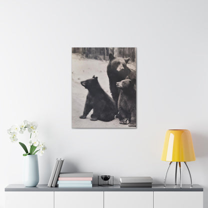 Yellowstone Black Bears Canvas Gallery Wraps 24″ x 30″ 1.25"