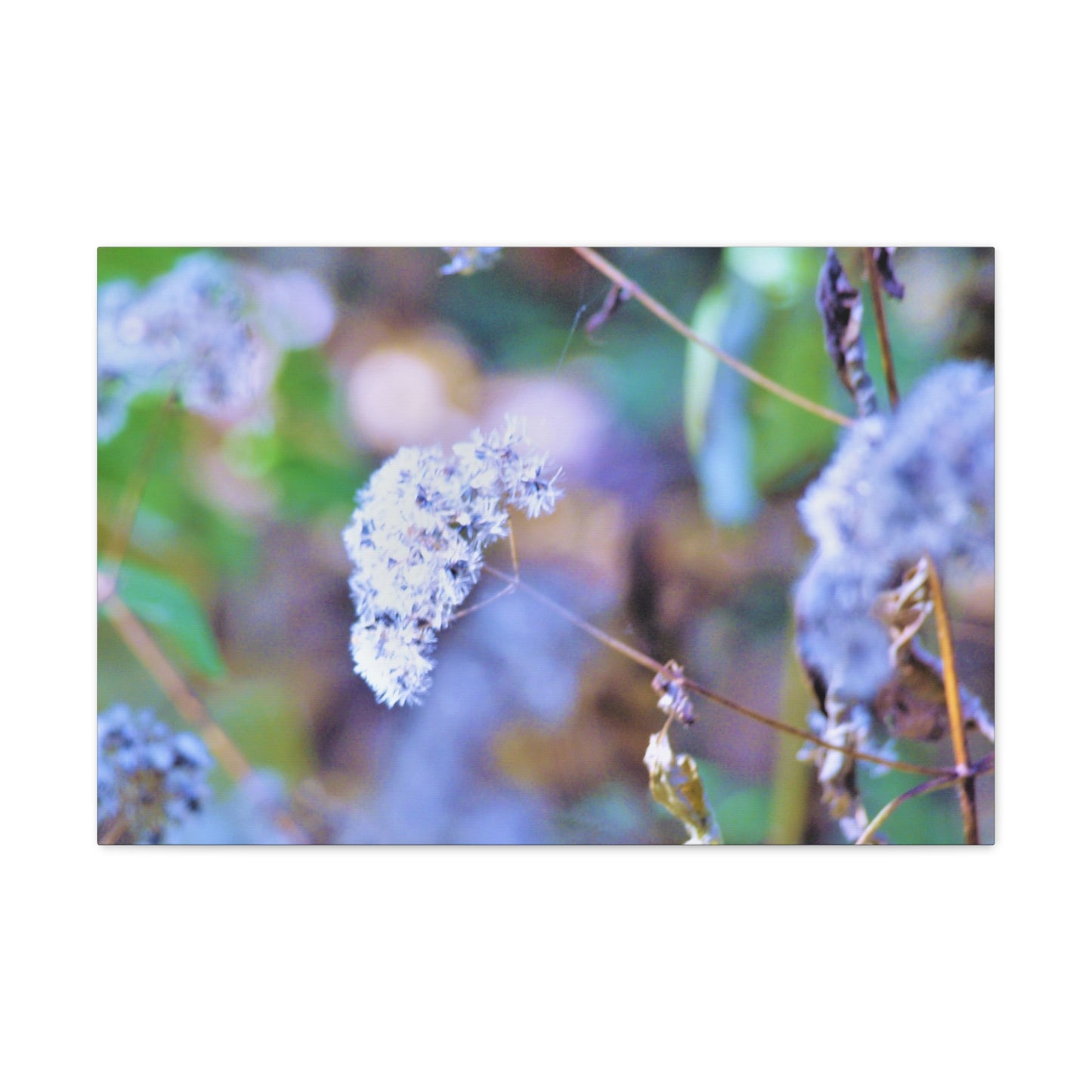 Macro Blue Canvas Gallery Wraps