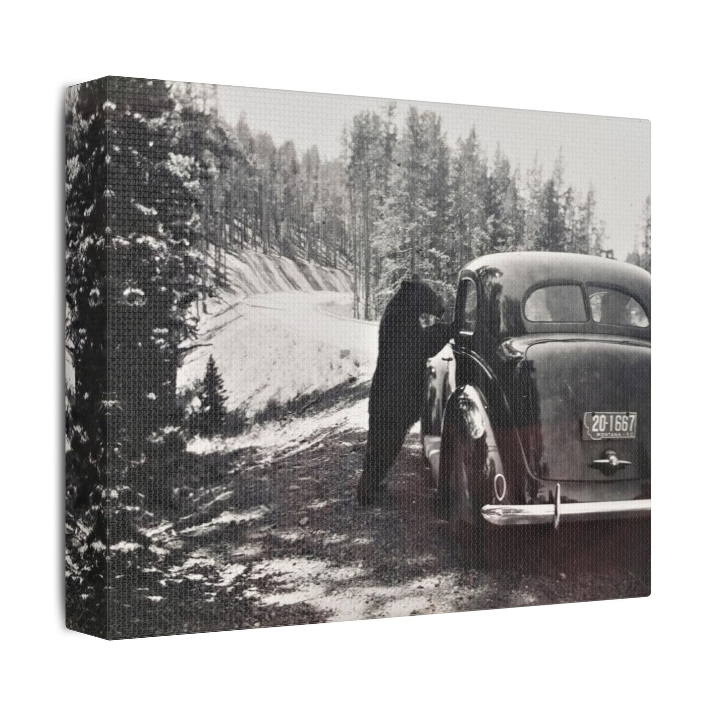 Yellowstone Bear Car Satin Canvas Stretched