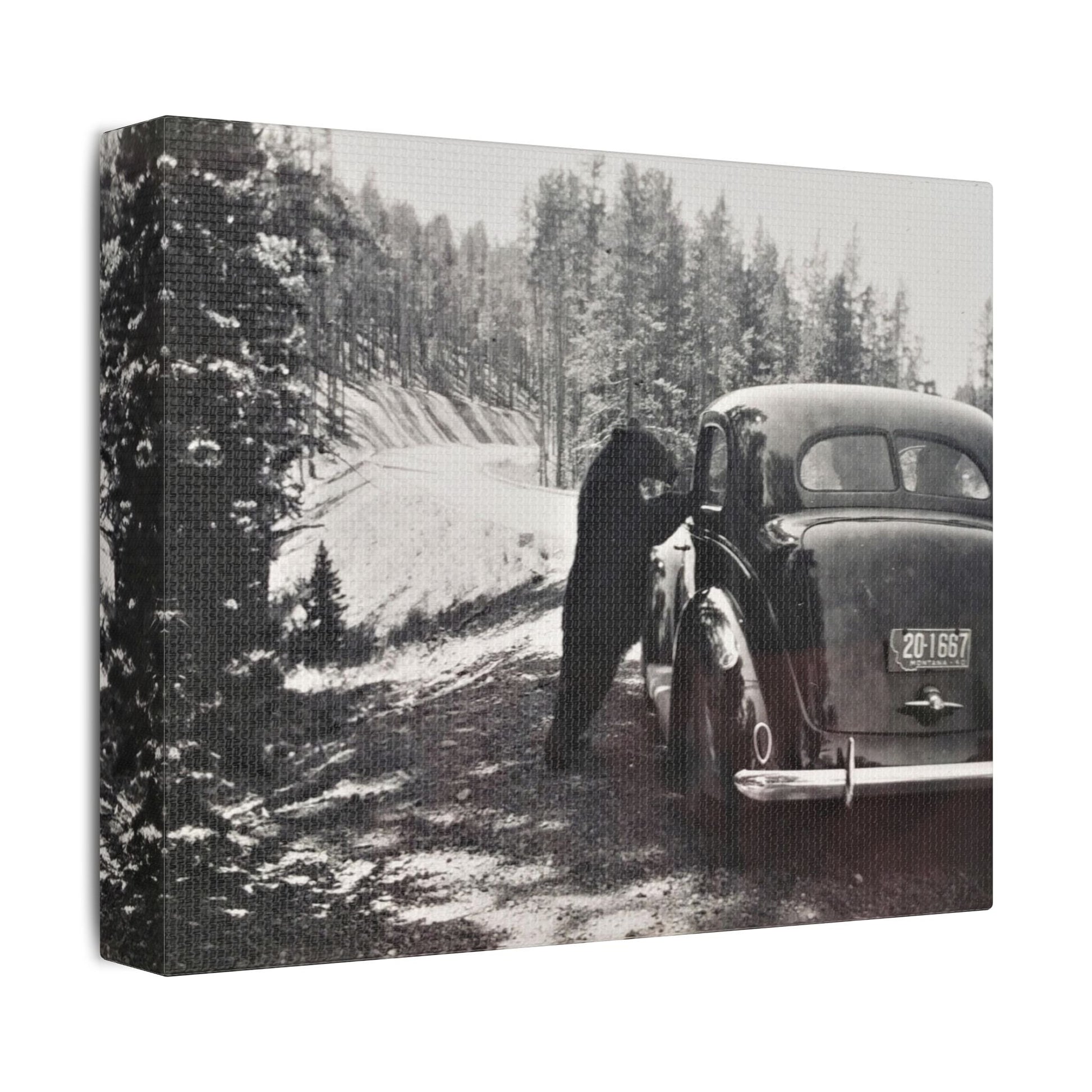 Yellowstone Bear Car Satin Canvas Stretched
