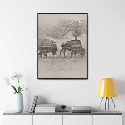 Buffalo at Redwood Falls Gallery Canvas Wraps Vertical Frame 30″ x 40″ Premium Gallery Wraps (1.25″) Walnut