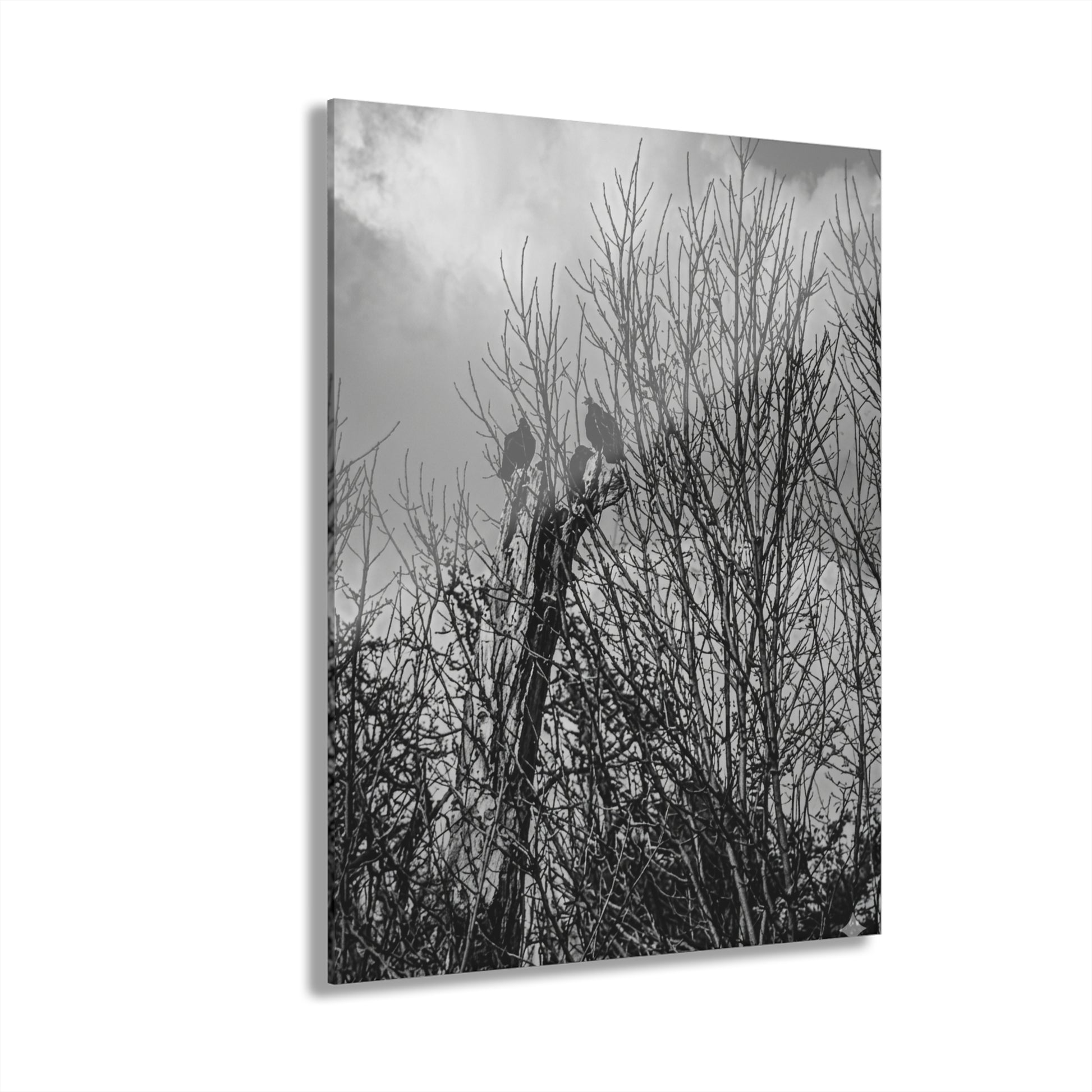 Black & White Buzzards in Winter Trees French Cleat Hanging - - Home Decor