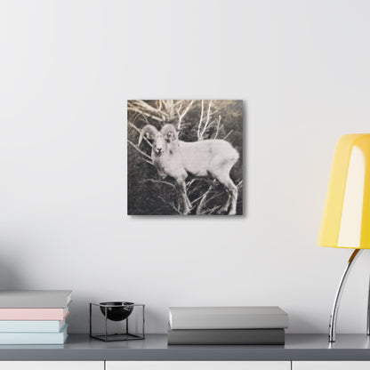 Yellowstone Big Horn Sheep Canvas Gallery Wraps 12″ x 12″ 1.25"