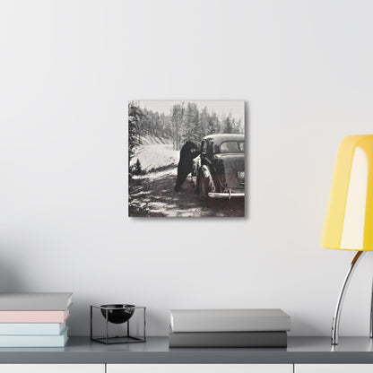 Yellowstone Bear Car Canvas Gallery Wraps 12″ x 12″ 1.25"