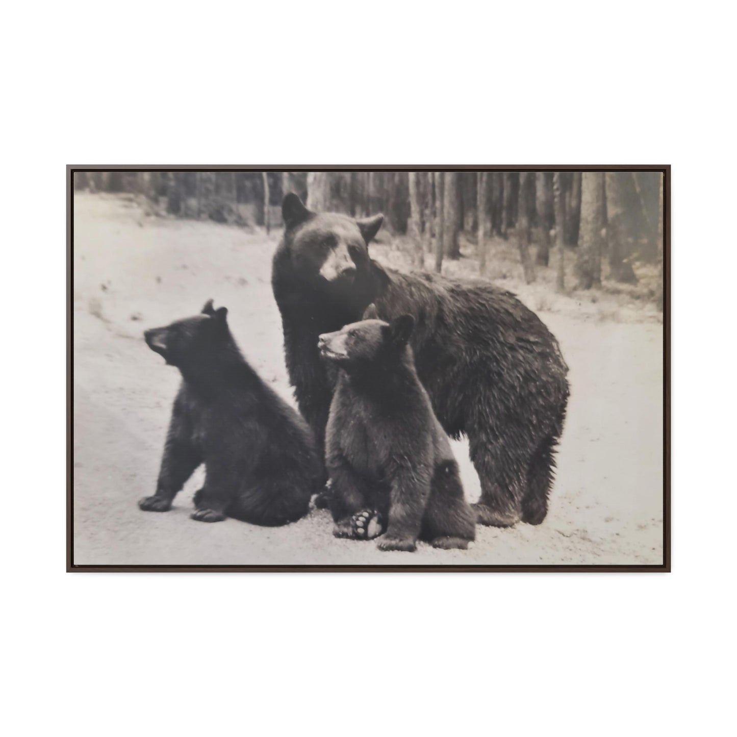 Yellowstone Black Bears Gallery Canvas Wraps, Horizontal Frame