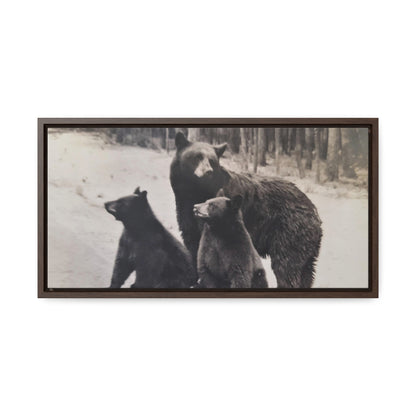 Yellowstone Black Bears Gallery Canvas Wraps