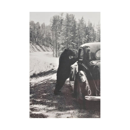 Yellowstone Bear Car Satin Canvas Stretched