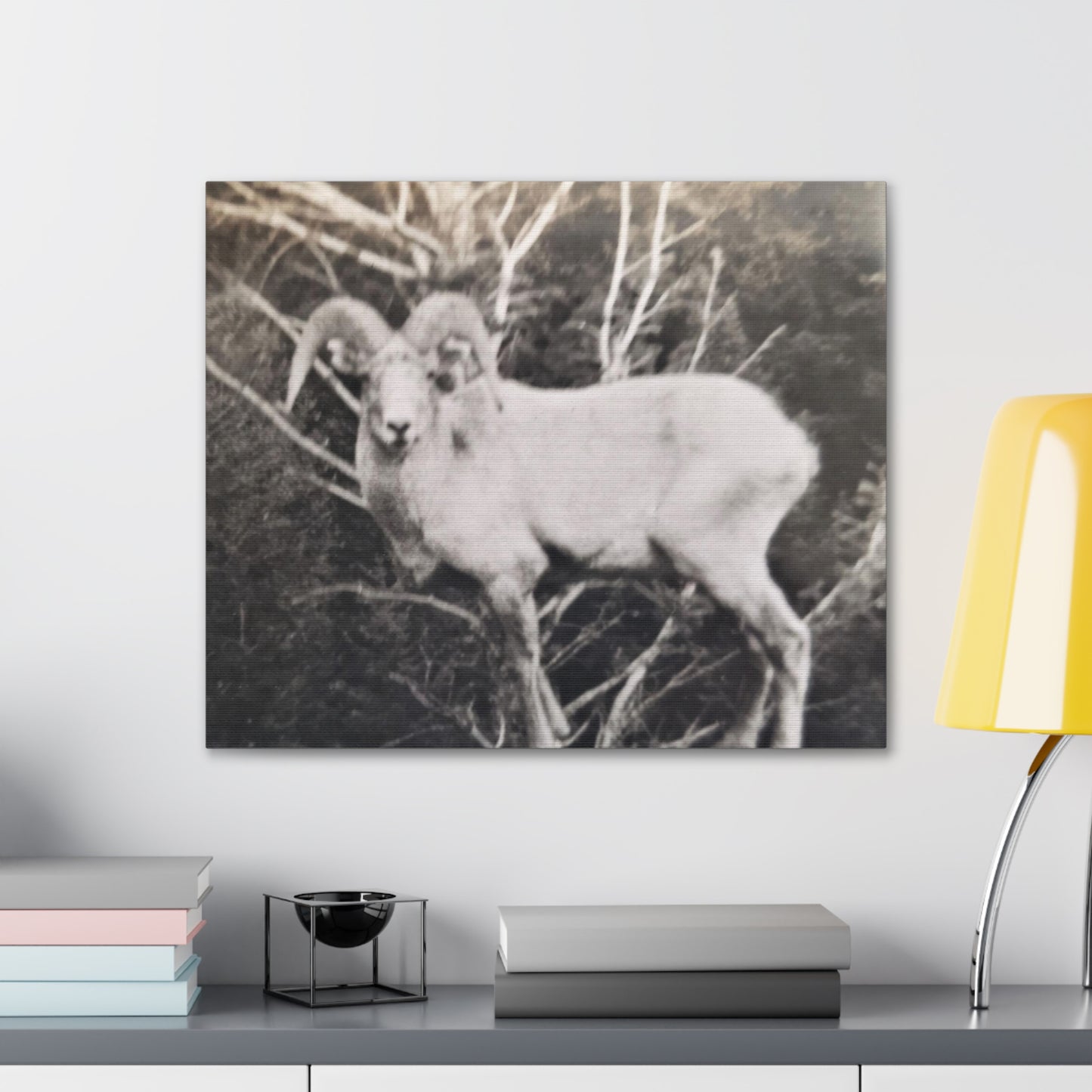 Yellowstone Big Horn Sheep Canvas Gallery Wraps