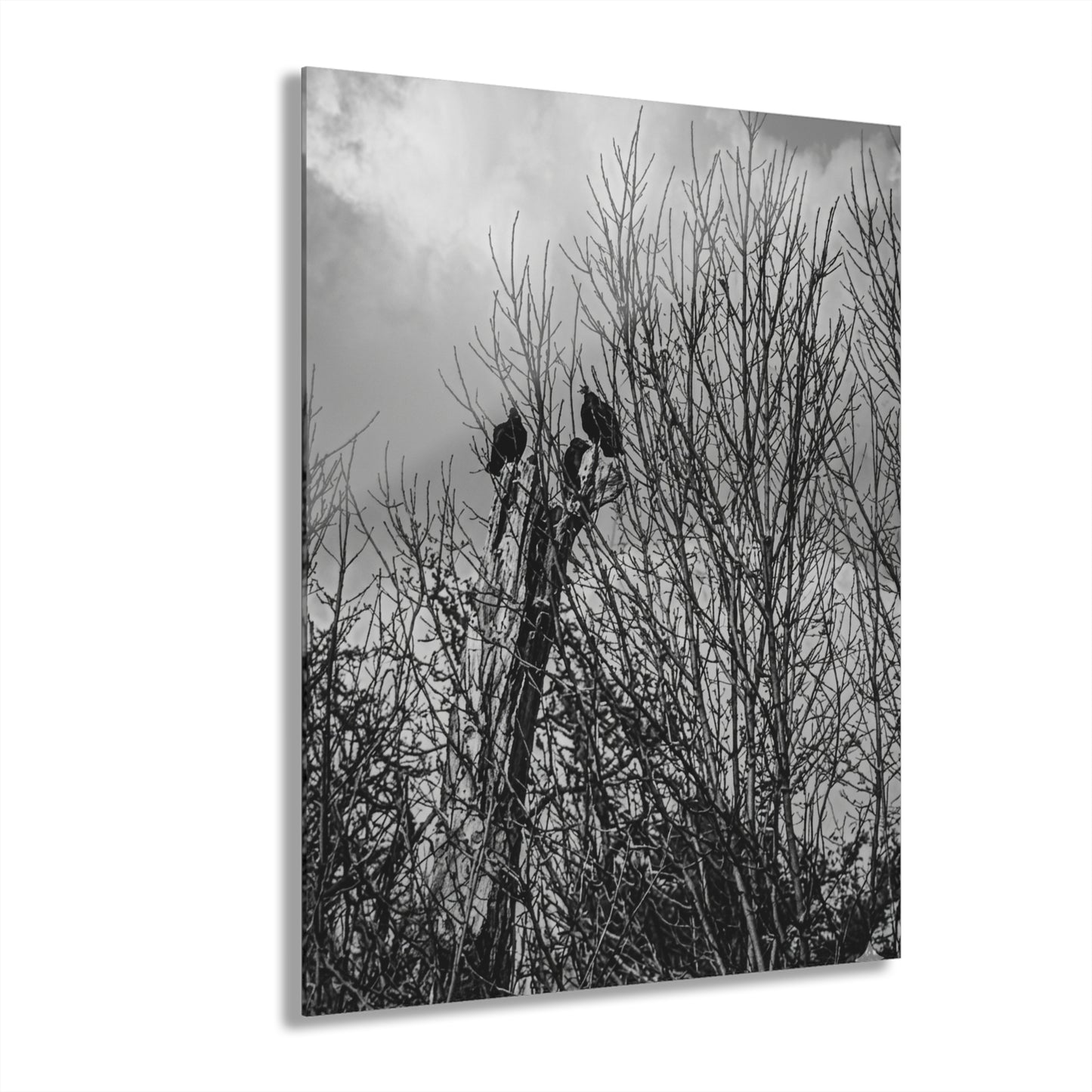 Black & White Buzzards in Winter Trees French Cleat Hanging - - Home Decor